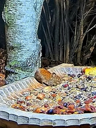 livebirdspoland_051f01872376fd9e15d18c8300da5056.jpg