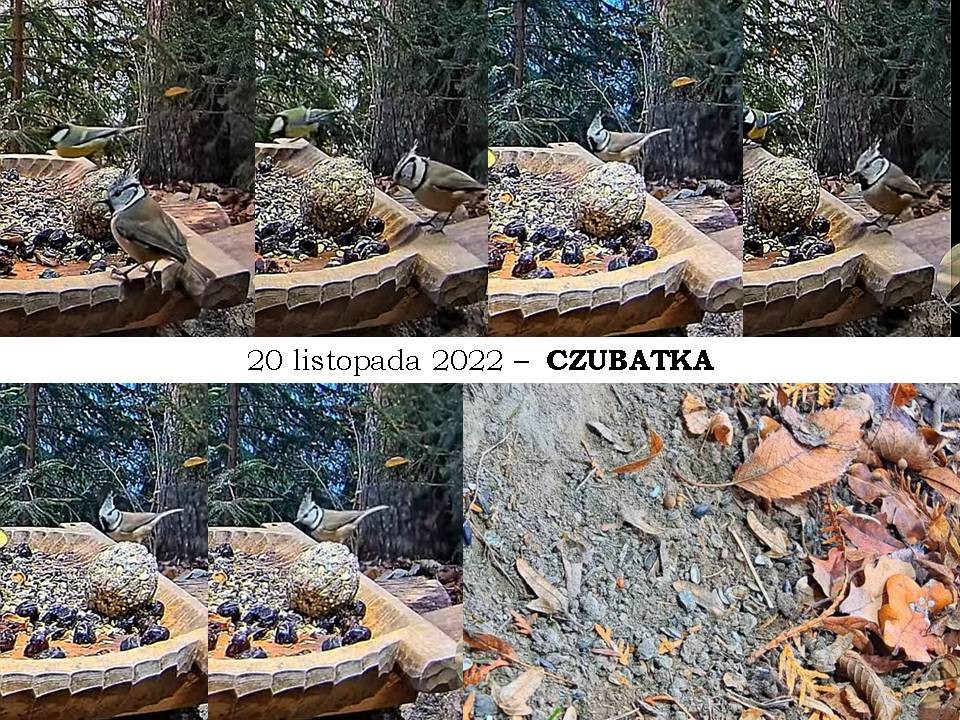 livebirdspoland_39f7c03f45eb6c242dfdd9222cca6c0c.jpg