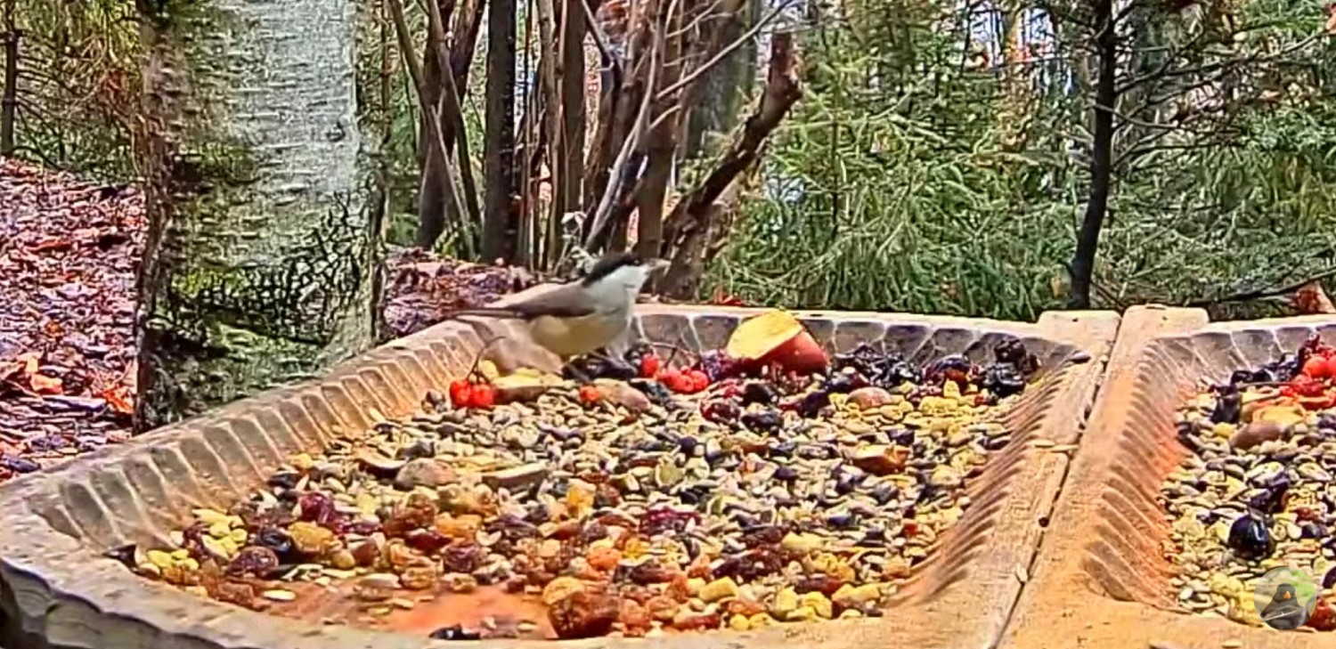 livebirdspoland_1bafd6894be2e8a6e12ca0813c937616.jpg