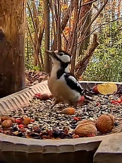 livebirdspoland_38c72951cc1ac650aea29cf6ae6078f6.jpg