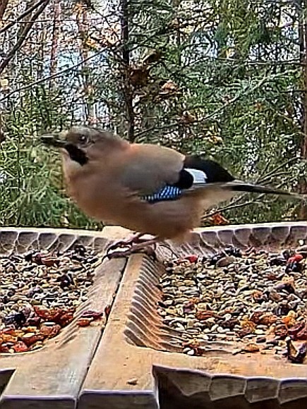 livebirdspoland_c925a3408f69ea03add87aa80b9813eb.jpg