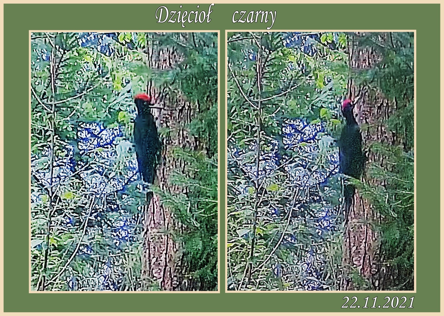 livebirdspoland_6385c079ce8fb634df451b2cc064da6f.jpg