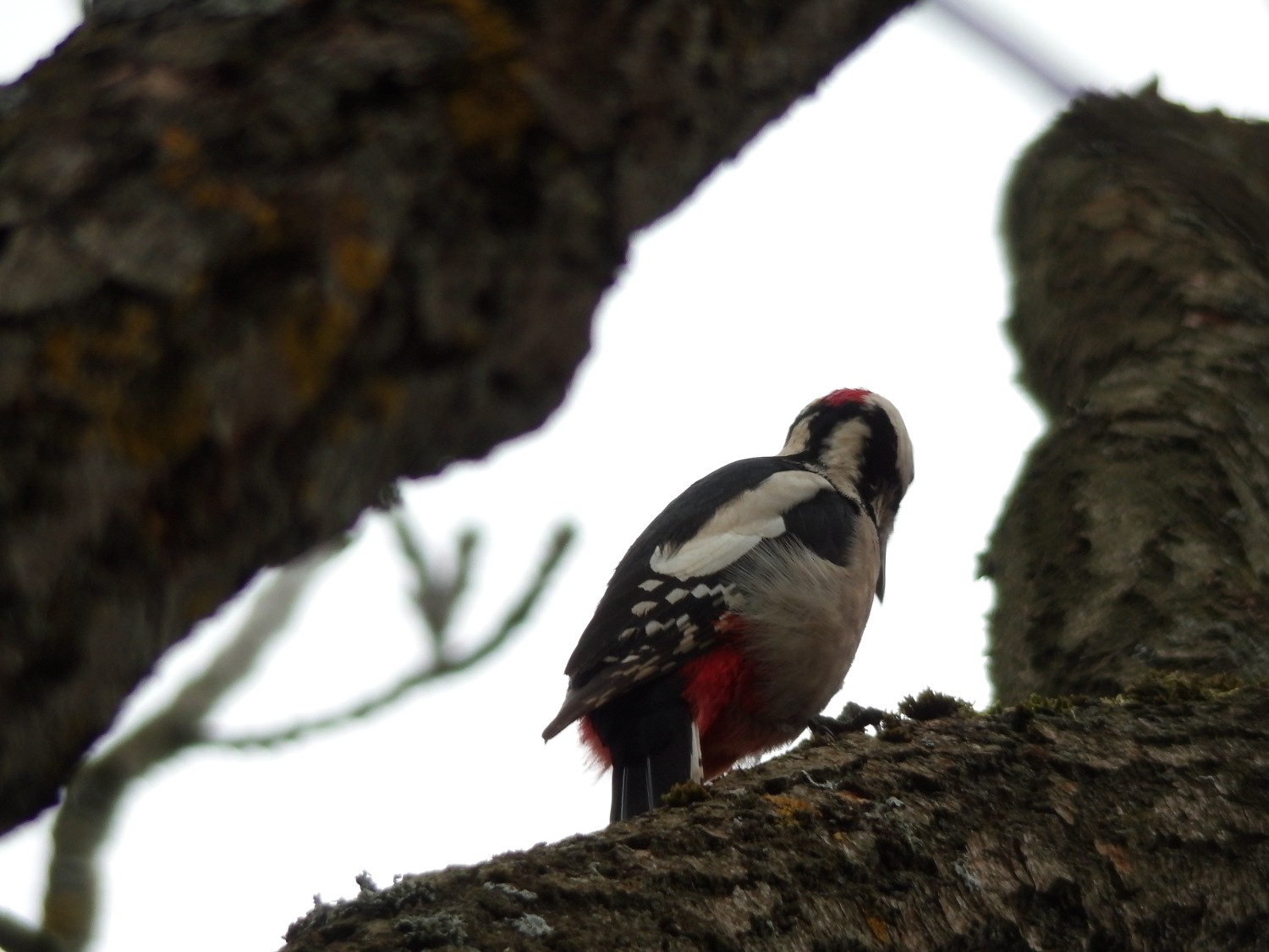 livebirdspoland_b05bbacdd7b65ba9b890c6c54799559a.jpg