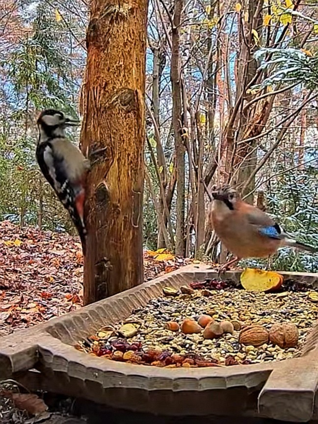 livebirdspoland_2fee9df629c46422f78a46f09d2acd09.jpg