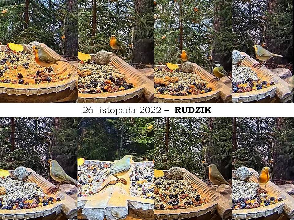 livebirdspoland_002d034efcaa887cfce43c46f8ed3400.jpg