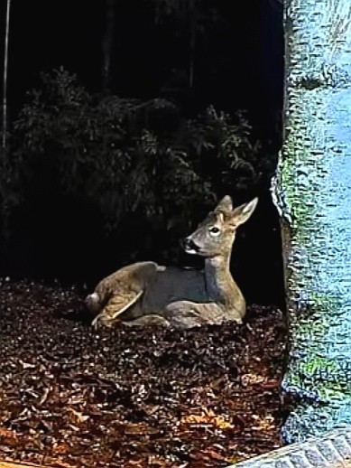 livebirdspoland_e696a73843aaf35bebc74c5981d59a8d.jpg