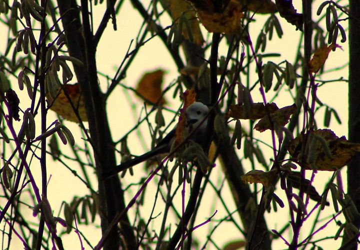 livebirdspoland_5b823da3aa656ae25715c98ae6b69939.png