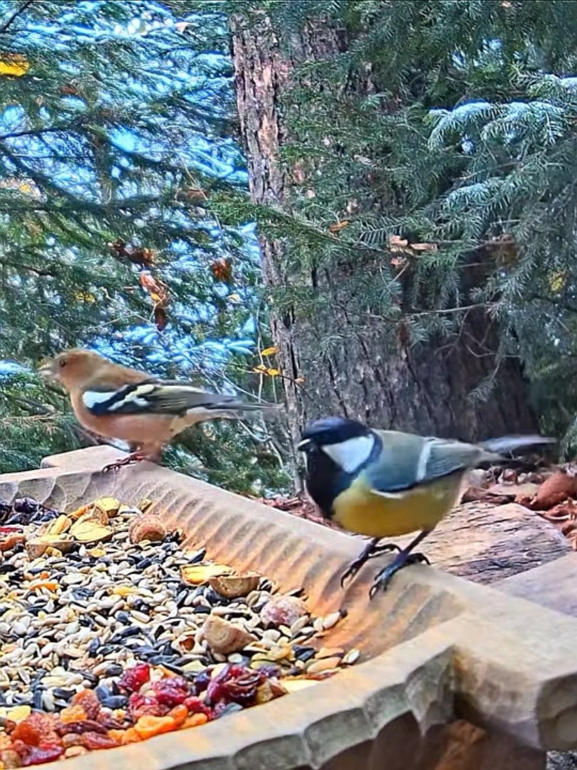livebirdspoland_bcf3fb672d2c58520e201bfdeb8ce5e5.jpg