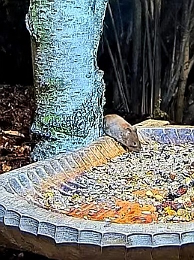 livebirdspoland_be9940ac3bdfd2133bdb4f8422413431.jpg