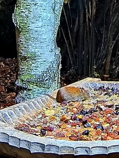 livebirdspoland_ecc9989be8780610bbbc71d30f9d447d.jpg