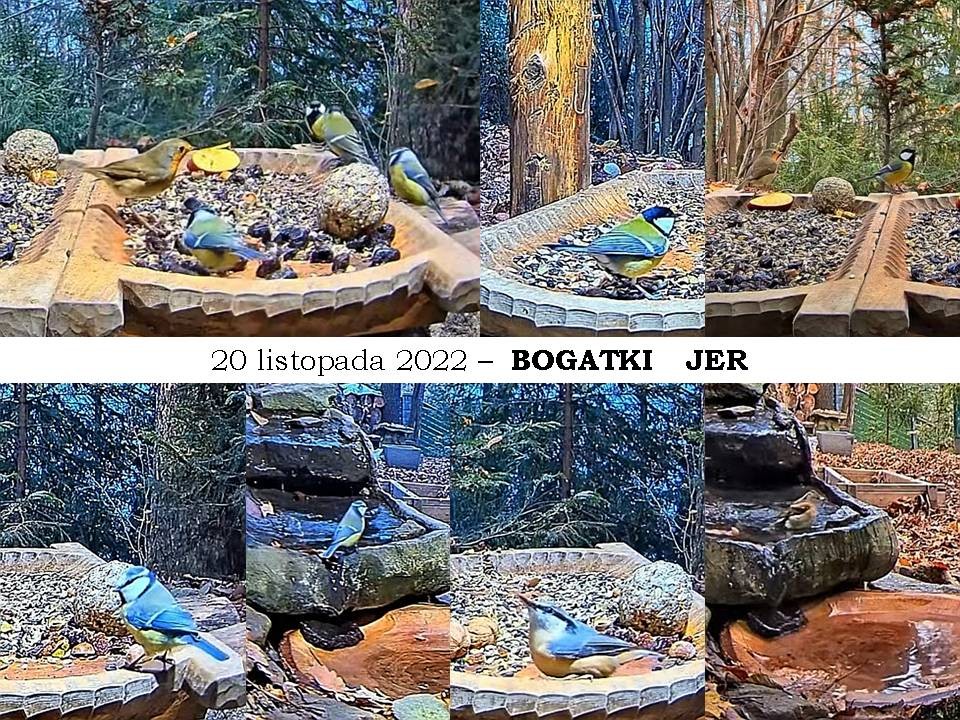 livebirdspoland_4febd3d810d58e0d27d8f75504bcd9bc.jpg