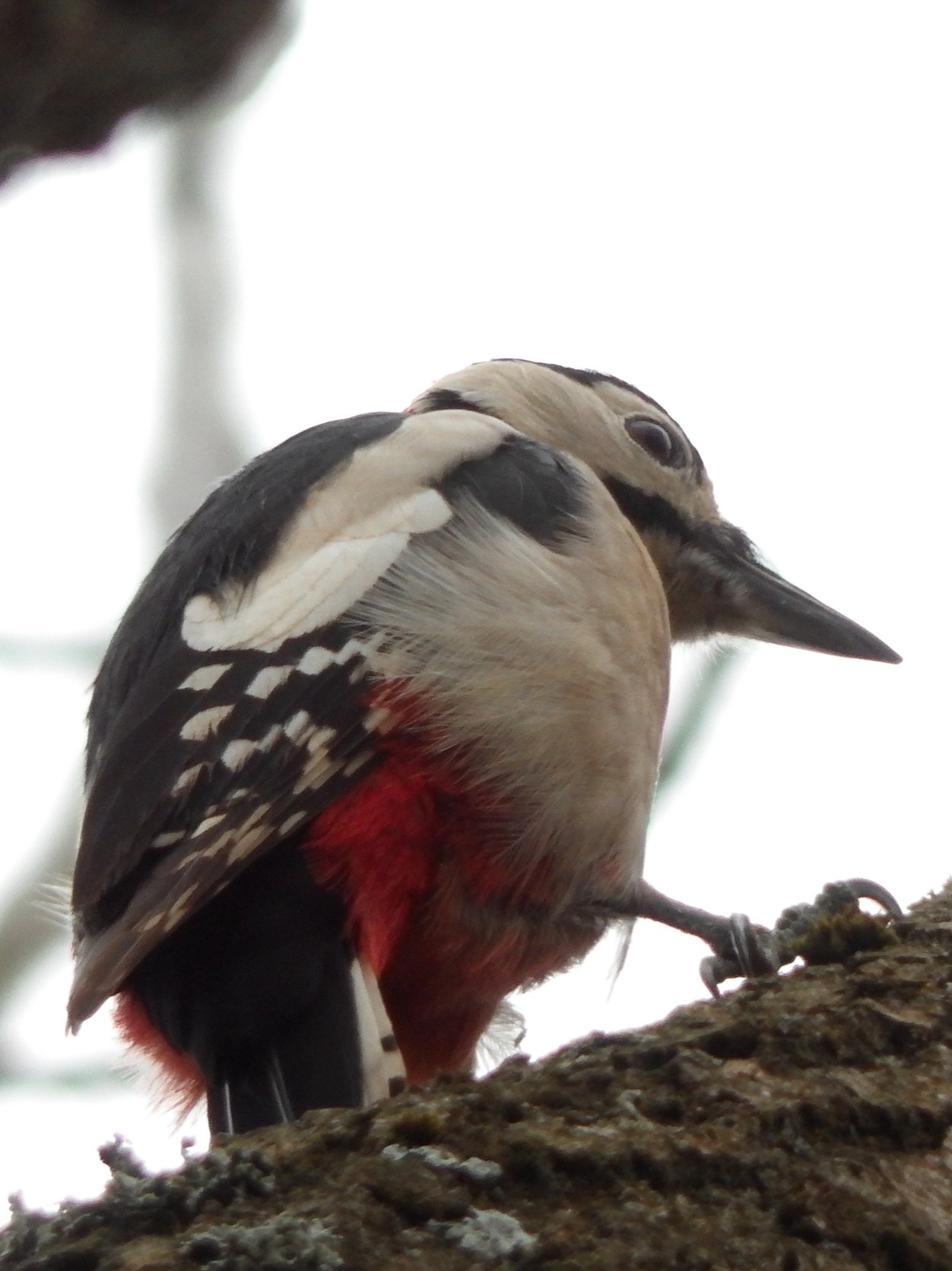 livebirdspoland_196a3e9219ae383947a396d477707699.jpg