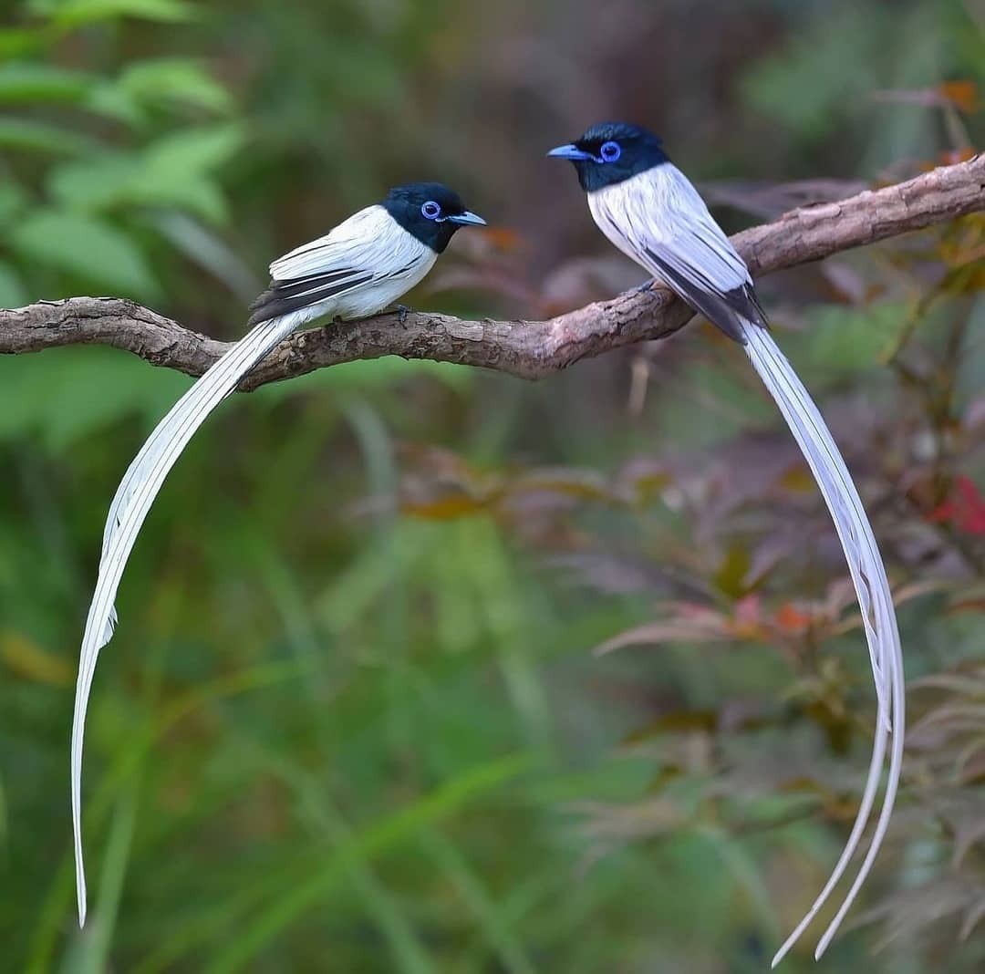 livebirdspoland_7b31667b5e63b8630a34caf43ef8b54b.jpg