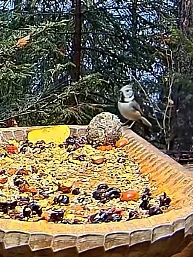 livebirdspoland_06e740be25b05f988dd8953f8081cecf.jpg