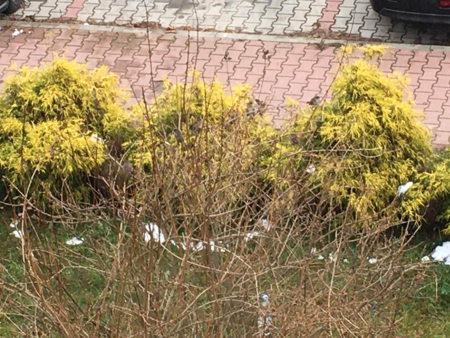 livebirdspoland_d308df6beeeec331a2a16ef55d4540dc.jpg