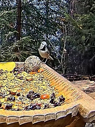 livebirdspoland_502335851b2faca92dedeab336389692.jpg