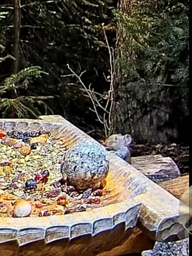 livebirdspoland_6a11bf4d0b6717999f156d18b1fc4f25.jpg