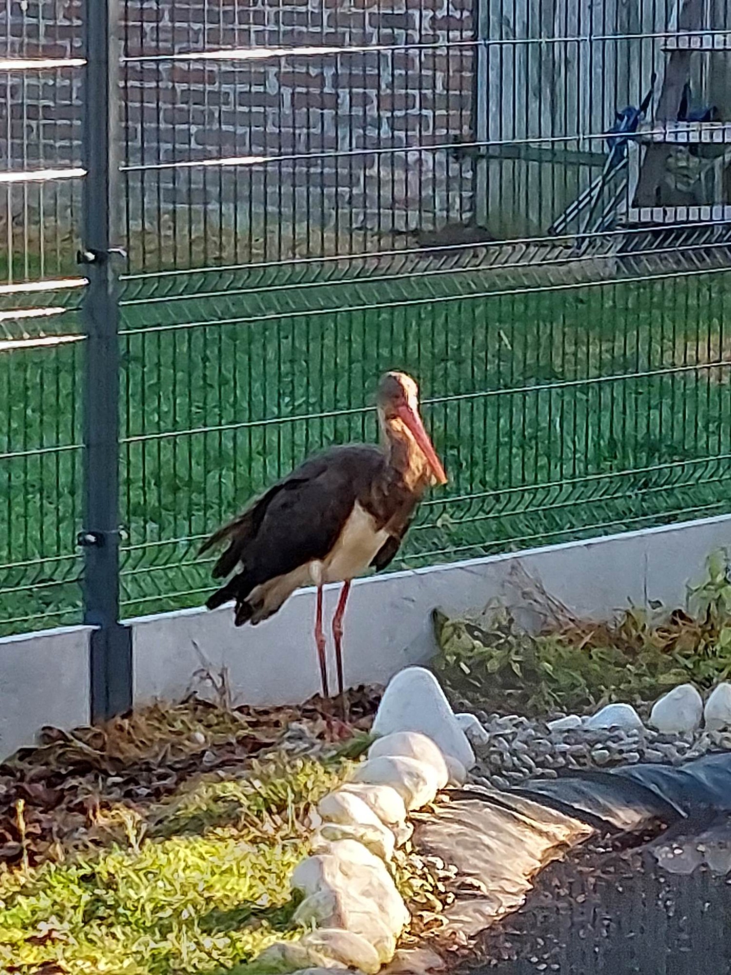 livebirdspoland_c6d6514109e4e09099248cbdcb8bff58.jpg