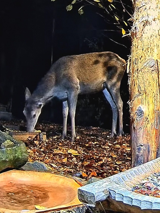 livebirdspoland_427e1bf966f4d943715db2bbe616f223.jpg
