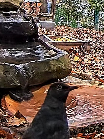 livebirdspoland_b884e723fac54bdc2d4d6cac51a2238c.jpg