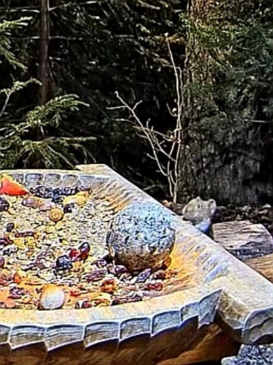 livebirdspoland_6557b7c06796c50636b1afb6ef646b38.jpg