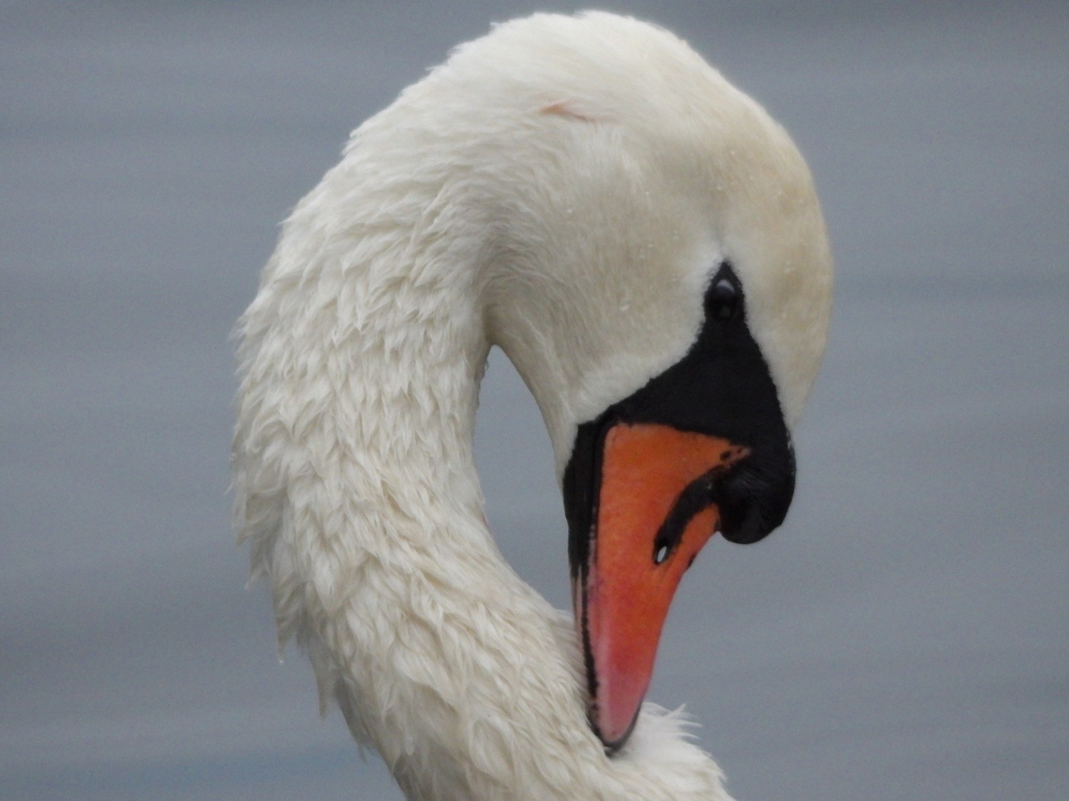 livebirdspoland_51fa39165b411f445ce79e3d487cb1a5.jpg