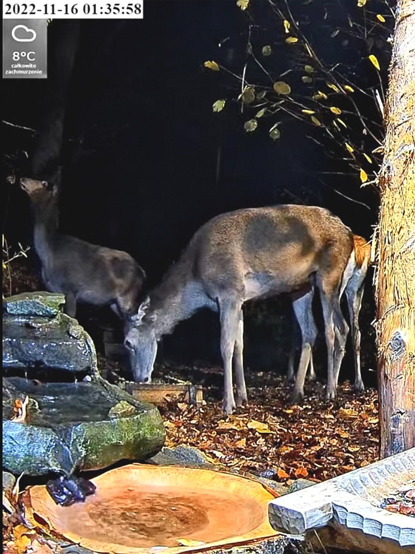 livebirdspoland_20559667db2e3566a7927644d97d02e7.jpg