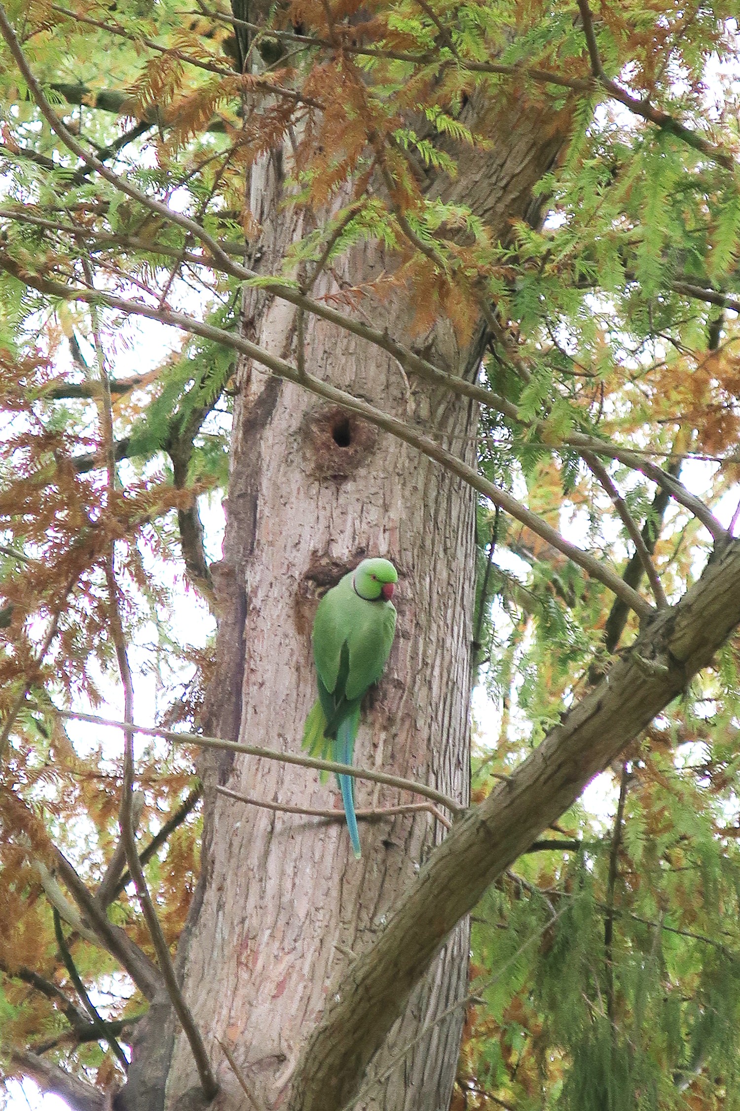 livebirdspoland_4cdf5d22bc5bbc487ad20297071c63ff.jpg