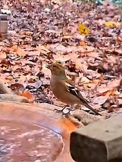 livebirdspoland_322029d19f6f68f5e9cde849b3fd4e35.jpg