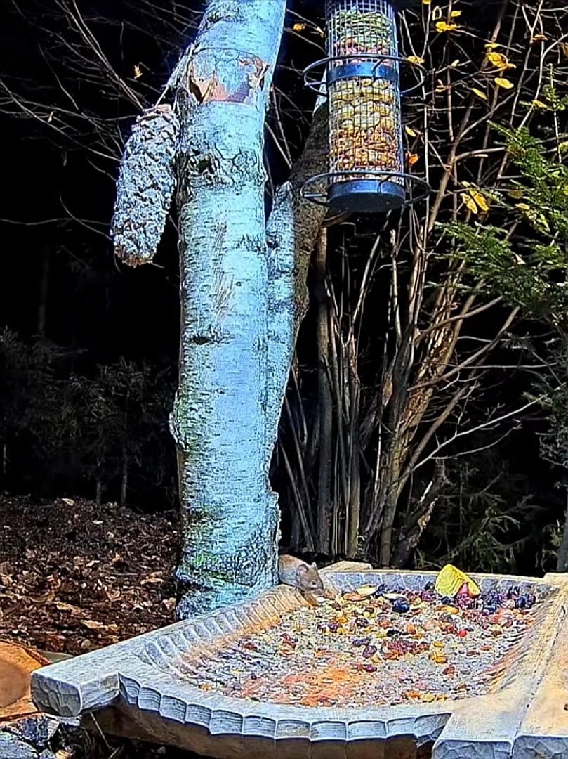 livebirdspoland_d6ee12d08318cc49e02fc3e1664ea842.jpg