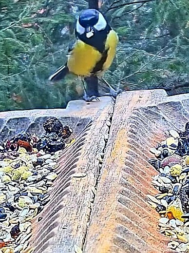 livebirdspoland_2723028b92750c51538c723175742bad.jpg