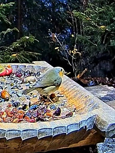 livebirdspoland_368d760ef43b4c7d271342b982473ae2.jpg