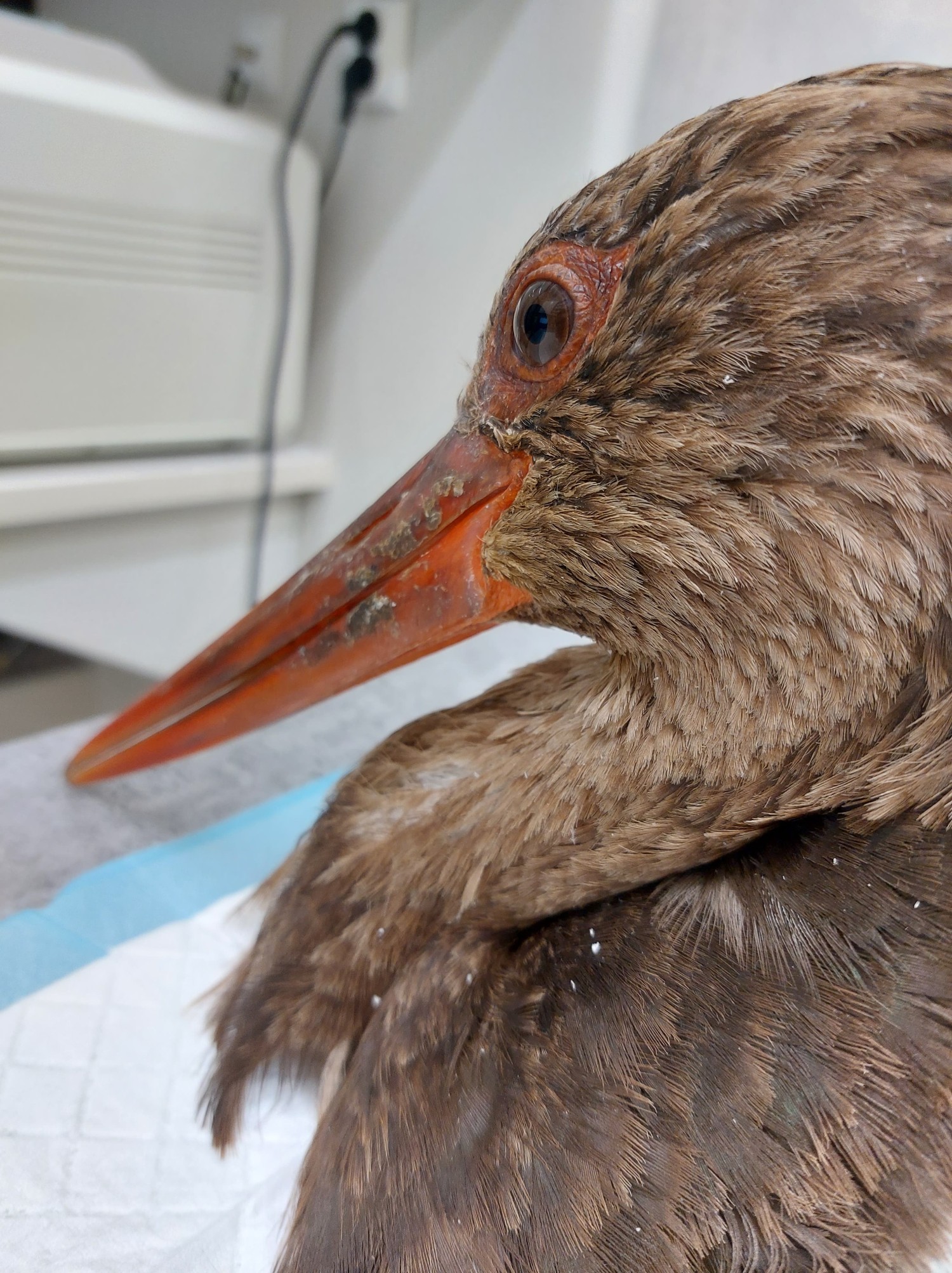 livebirdspoland_e6926258f9f805f6042bcc37cf2365a4.jpg