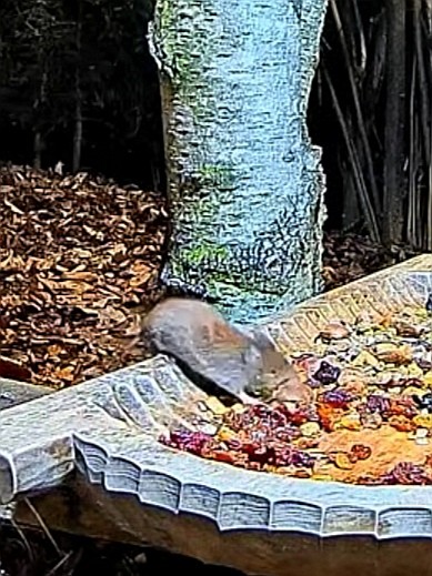 livebirdspoland_8dc1afd53ac2ffbf1804558f5ddc7cb7.jpg