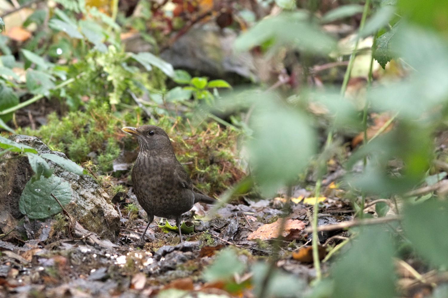 livebirdspoland_b91d79570a8bf65df6cdc002c9ed2132.jpg