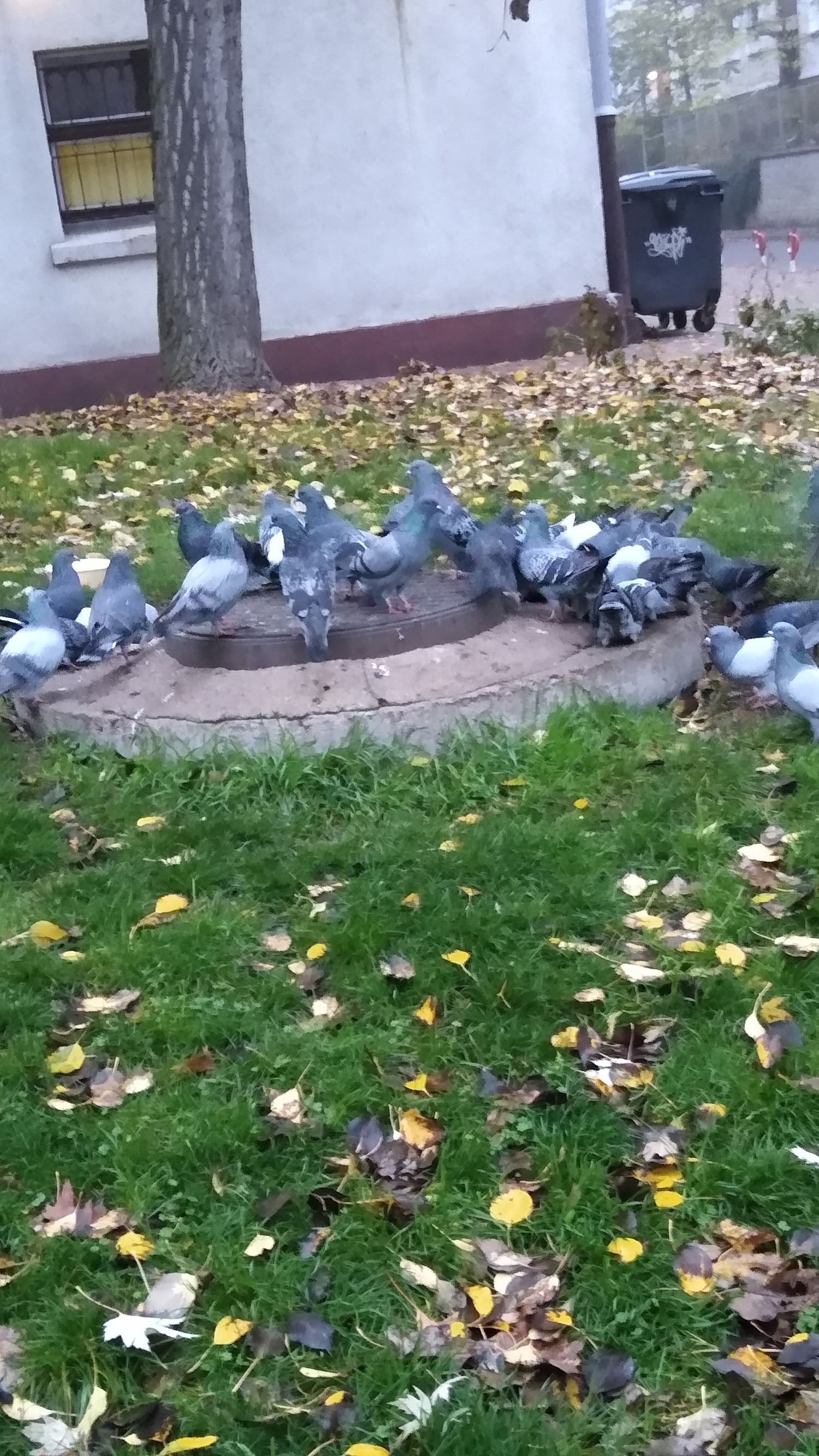 livebirdspoland_3f6c3d8521a8f7a54c9b67d349842deb.jpg