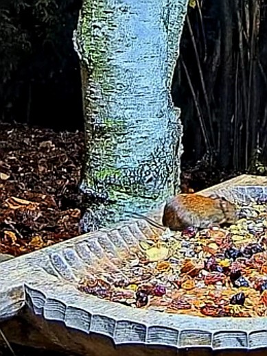 livebirdspoland_23c1b3a9a3406e5f6c2e966371494a63.jpg