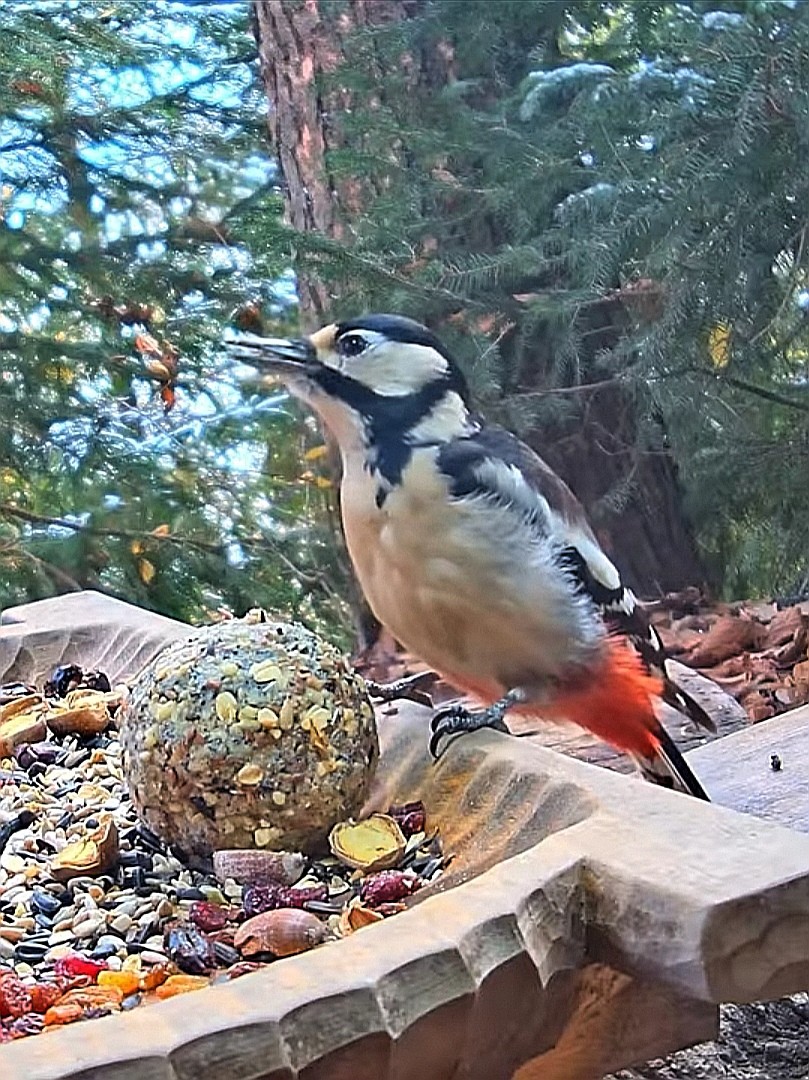 livebirdspoland_e41d280c2682af089ee833b7ddfdfd91.jpg