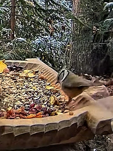 livebirdspoland_98b5e73a9ca2a94ba9c2d14e608bdf3d.jpg