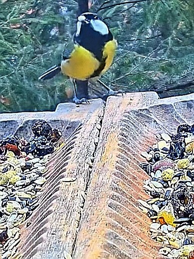 livebirdspoland_503e3db8ae0e5596ac117a7f4a71485b.jpg