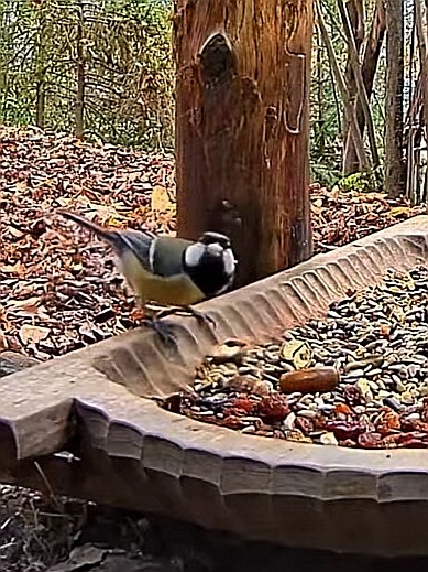 livebirdspoland_466272c204c811180edbbaf812ba54fb.jpg
