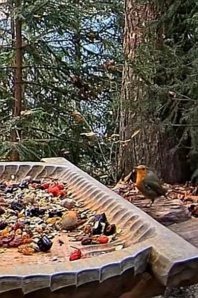 livebirdspoland_a2e4c5f93446df82d37b2b6f31ad09c8.jpg