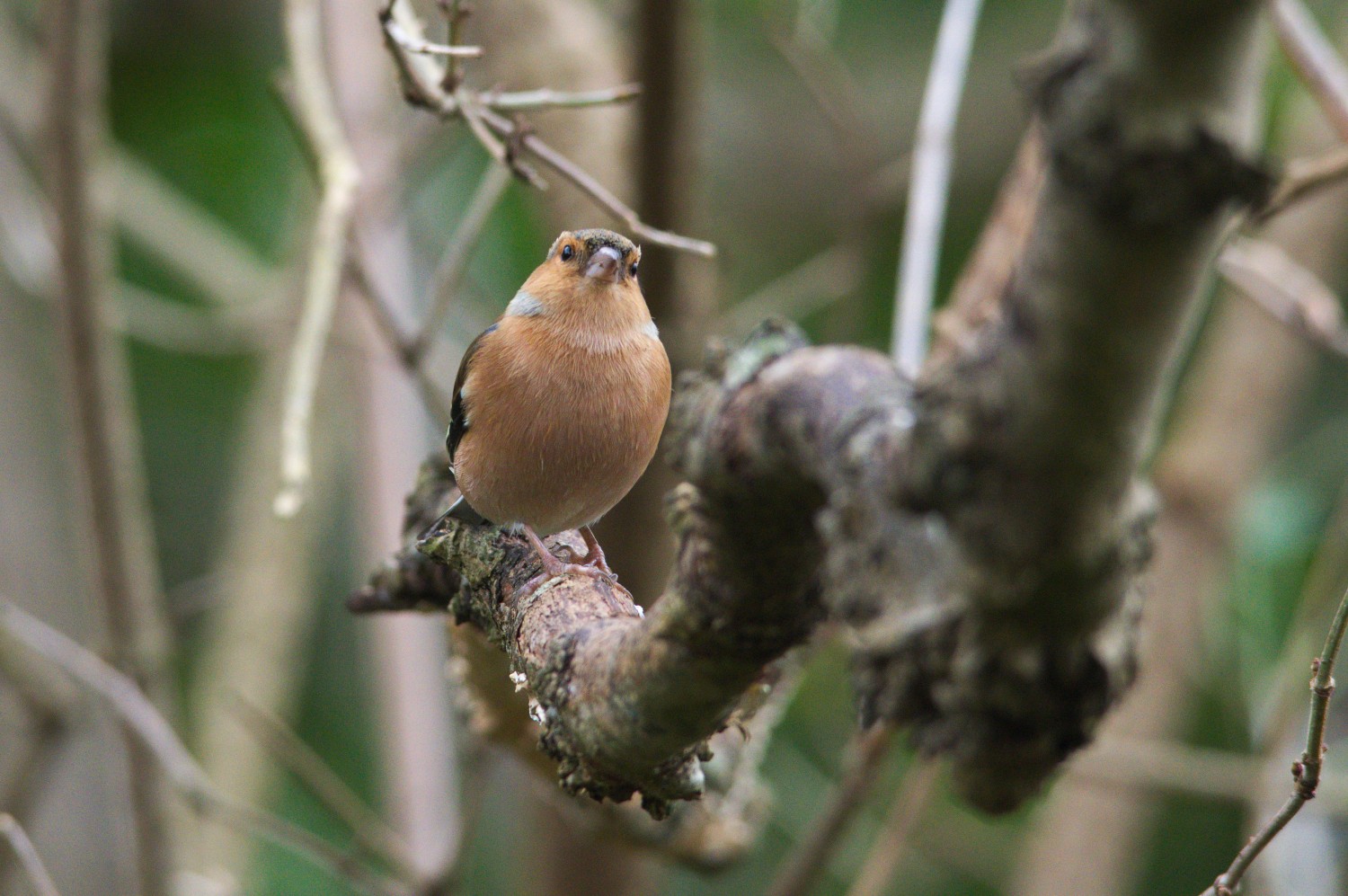 livebirdspoland_a6f2f3380b6c147b152b3c3ae6333aa2.jpg