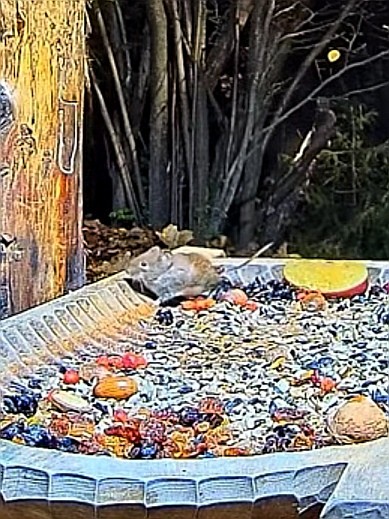 livebirdspoland_8f26ed0bdc69edf09d4d3ffdc9bed163.jpg