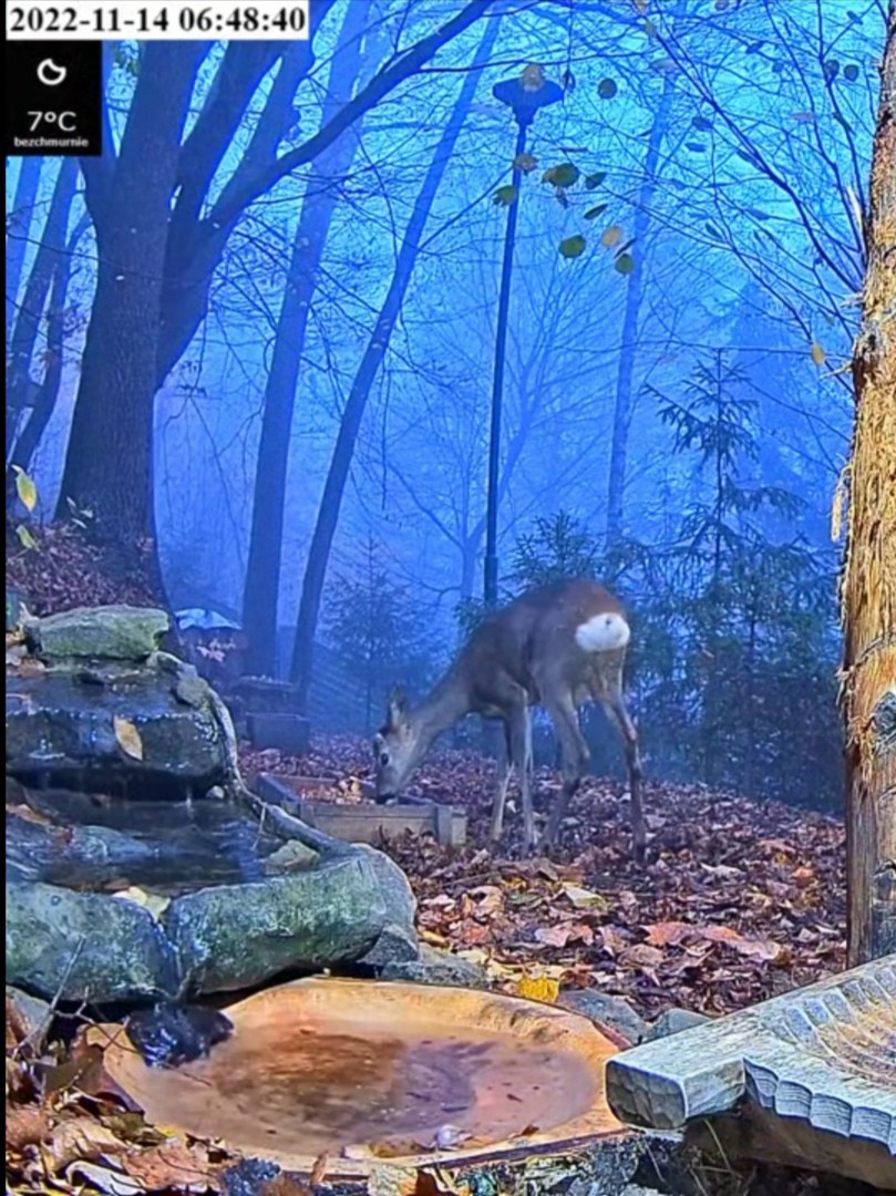 livebirdspoland_264dfa8de7c2ea2bf12ac5b8974f156b.jpg