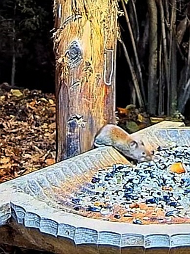 livebirdspoland_192049ec5d66f2551681641e40c97b36.jpg