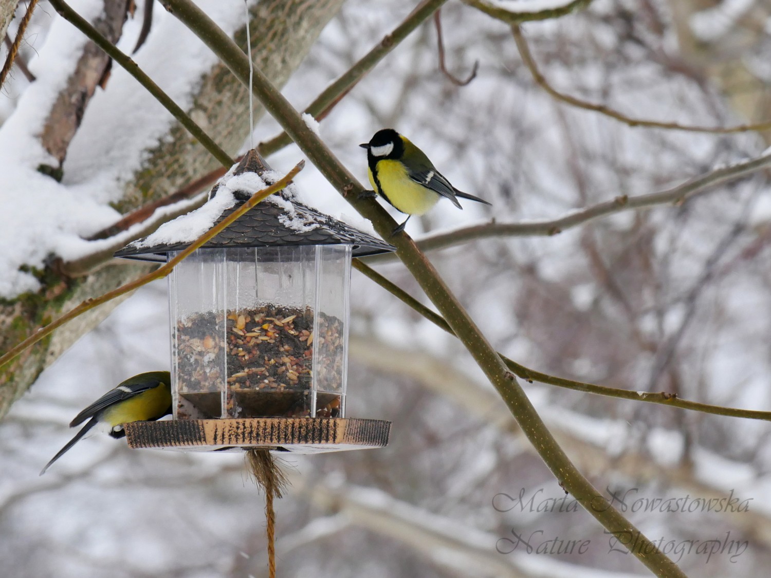 livebirdspoland_1159ea8d09712d73d2641057ec2fae94.jpg