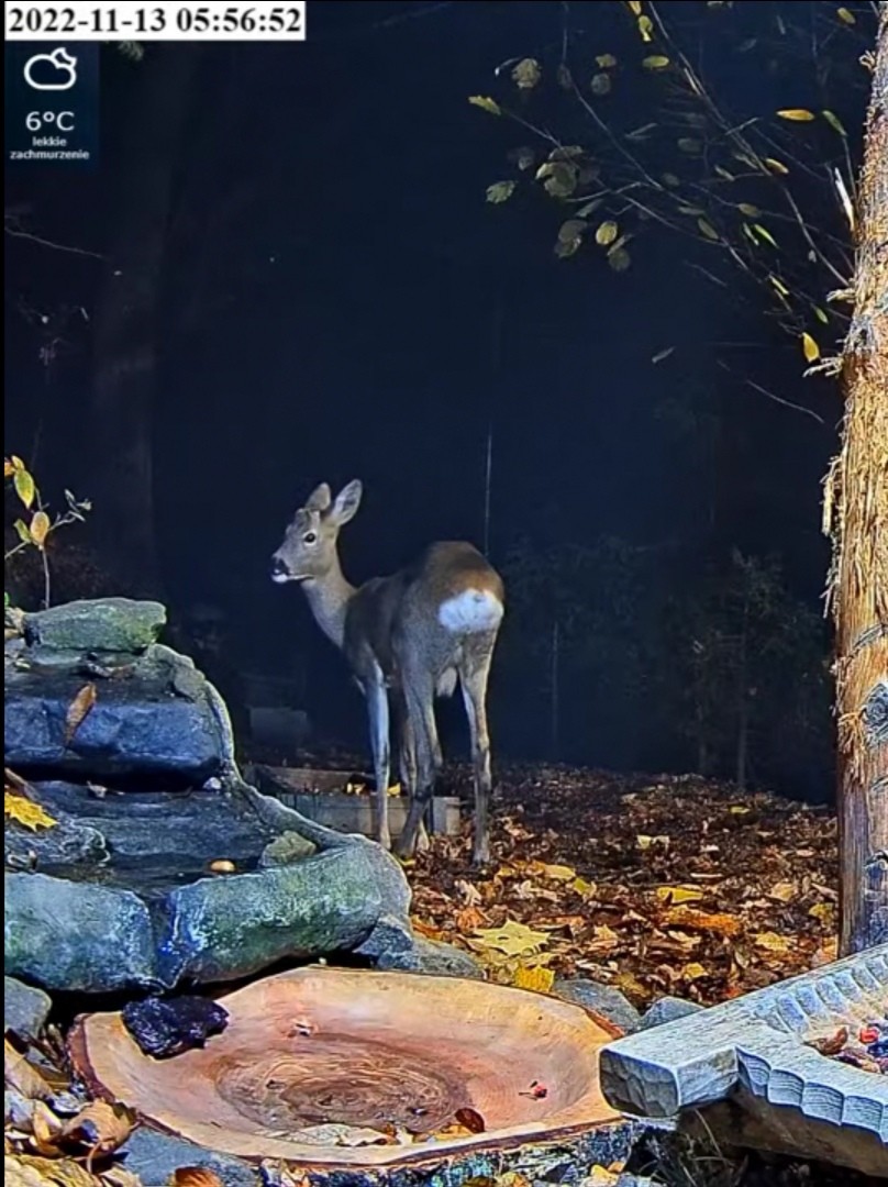 livebirdspoland_f5d83ed25f2209471f8682b36154db80.jpg