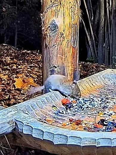 livebirdspoland_a2debbe7cd659c97abdc299eaa16ced1.jpg