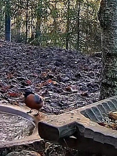 livebirdspoland_bcf9e7701ddfacce90fed128345474ef.jpg